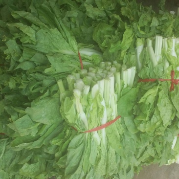 白菜苔30~40厘米