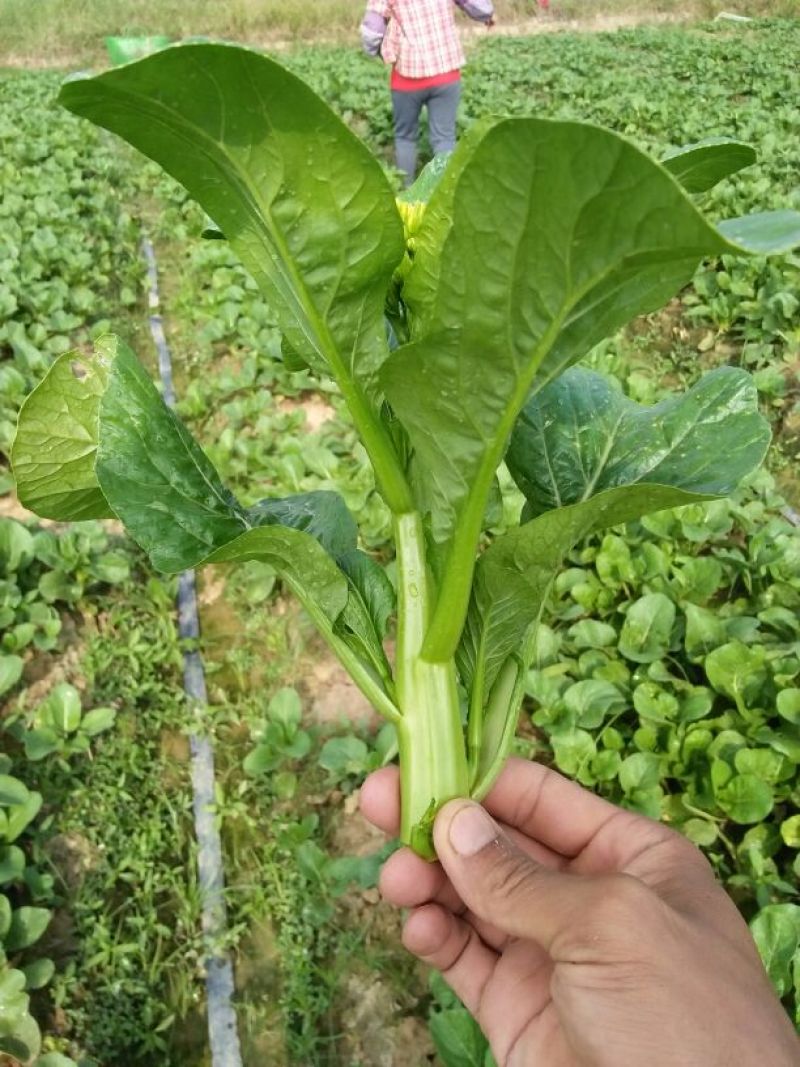 菜苔