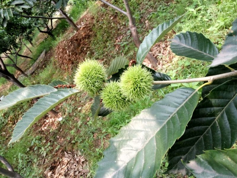 板栗苗新品种泰山油板栗丰产好吃有香味的板栗苗