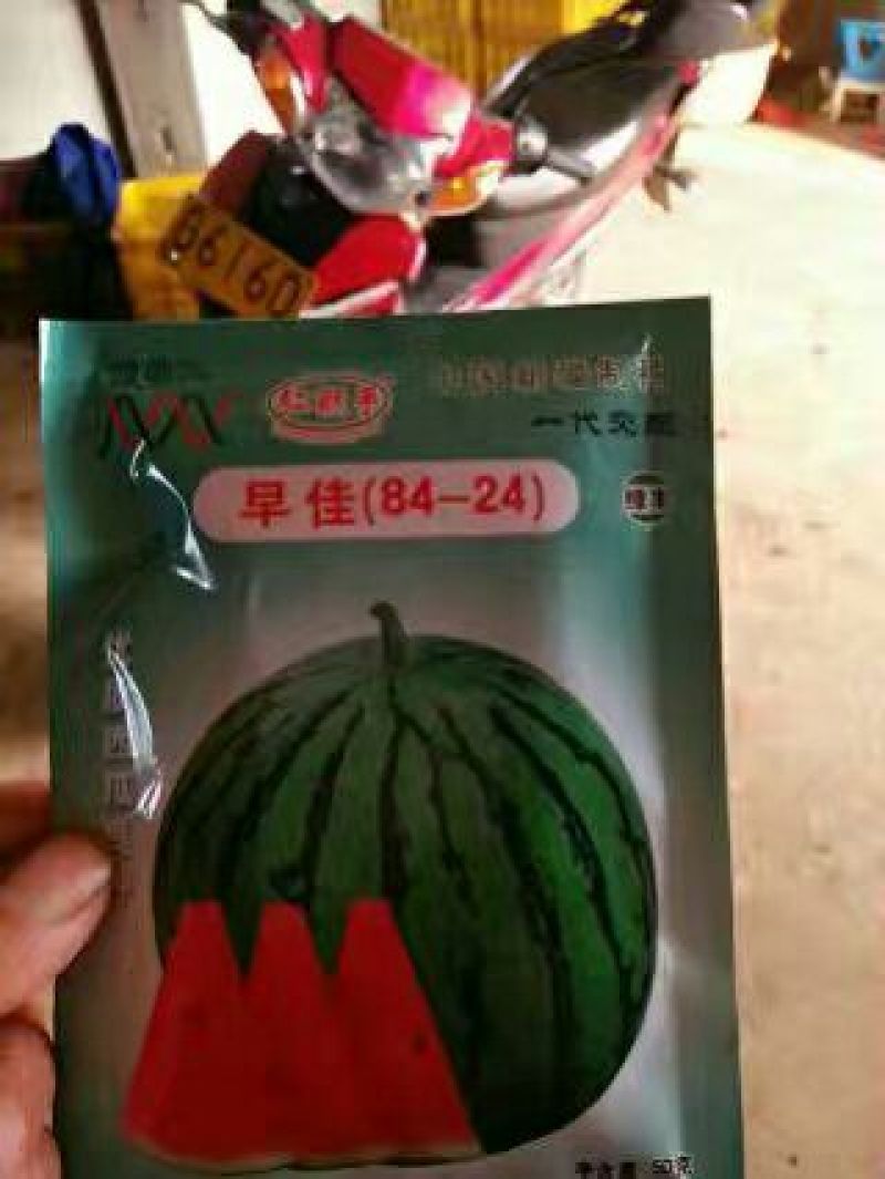 西瓜苗95%以上