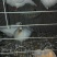 鸽子500~600g