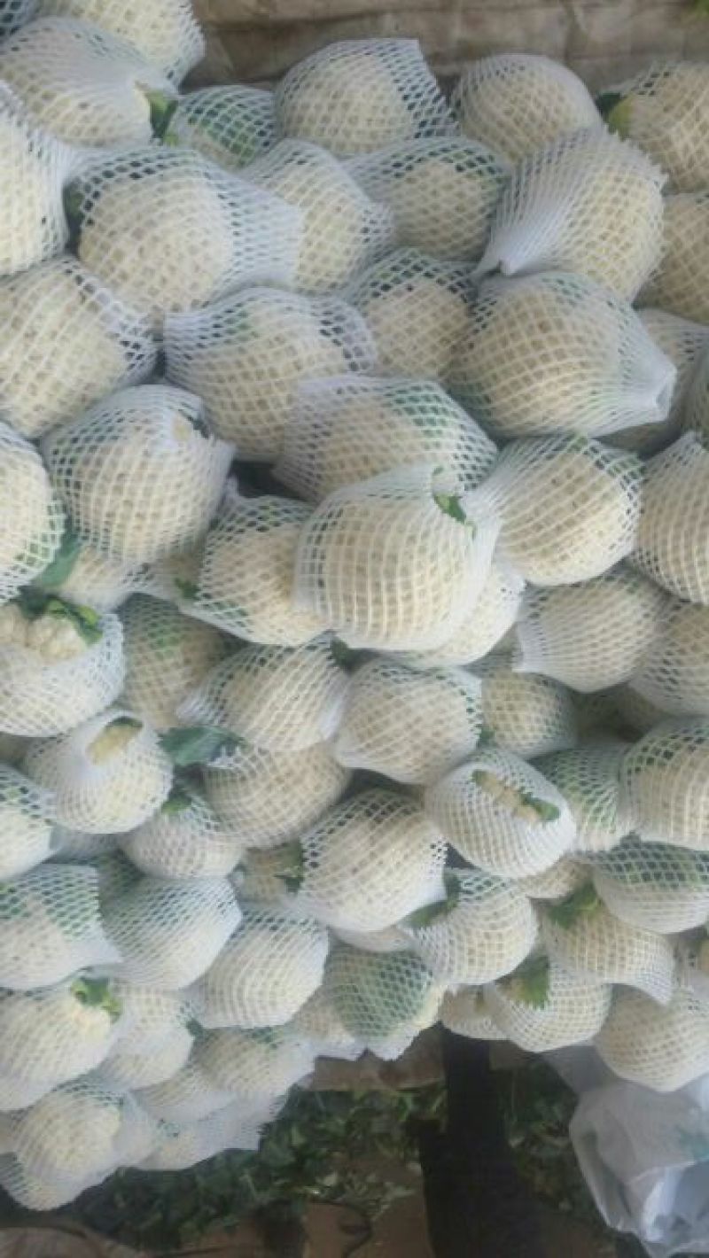 白花菜花1斤紧密乳白