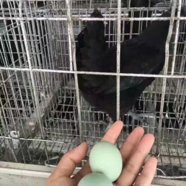 鸡苗500克以下脱温苗
