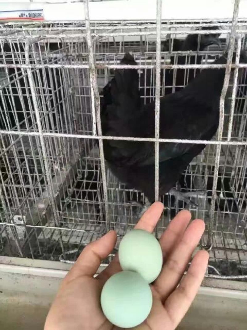 鸡苗500克以下脱温苗