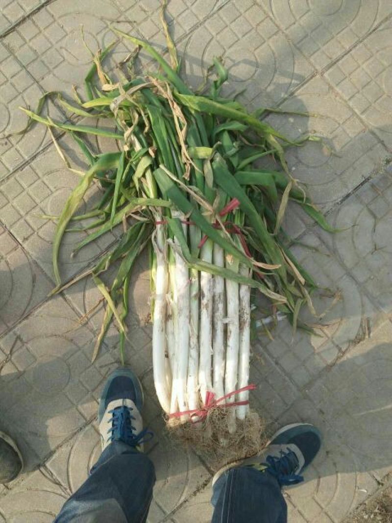 章丘大葱40cm以上毛葱3cm左右