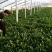 大叶菠菜15~20厘米