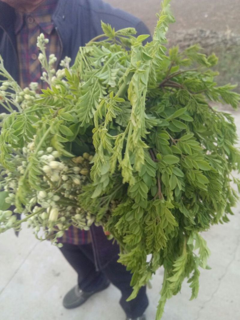 辣木茶特级