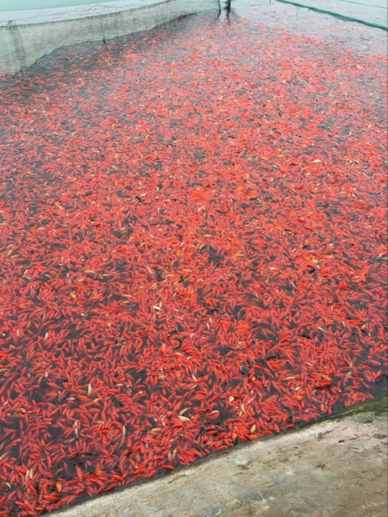 锦鲤