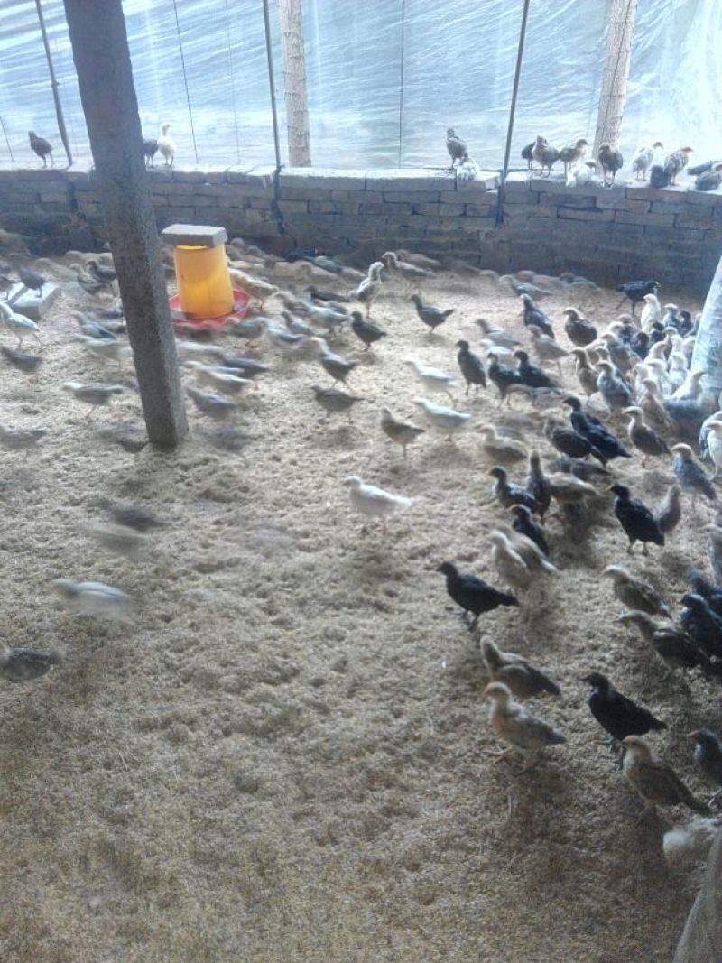 脱温鸡1斤以下