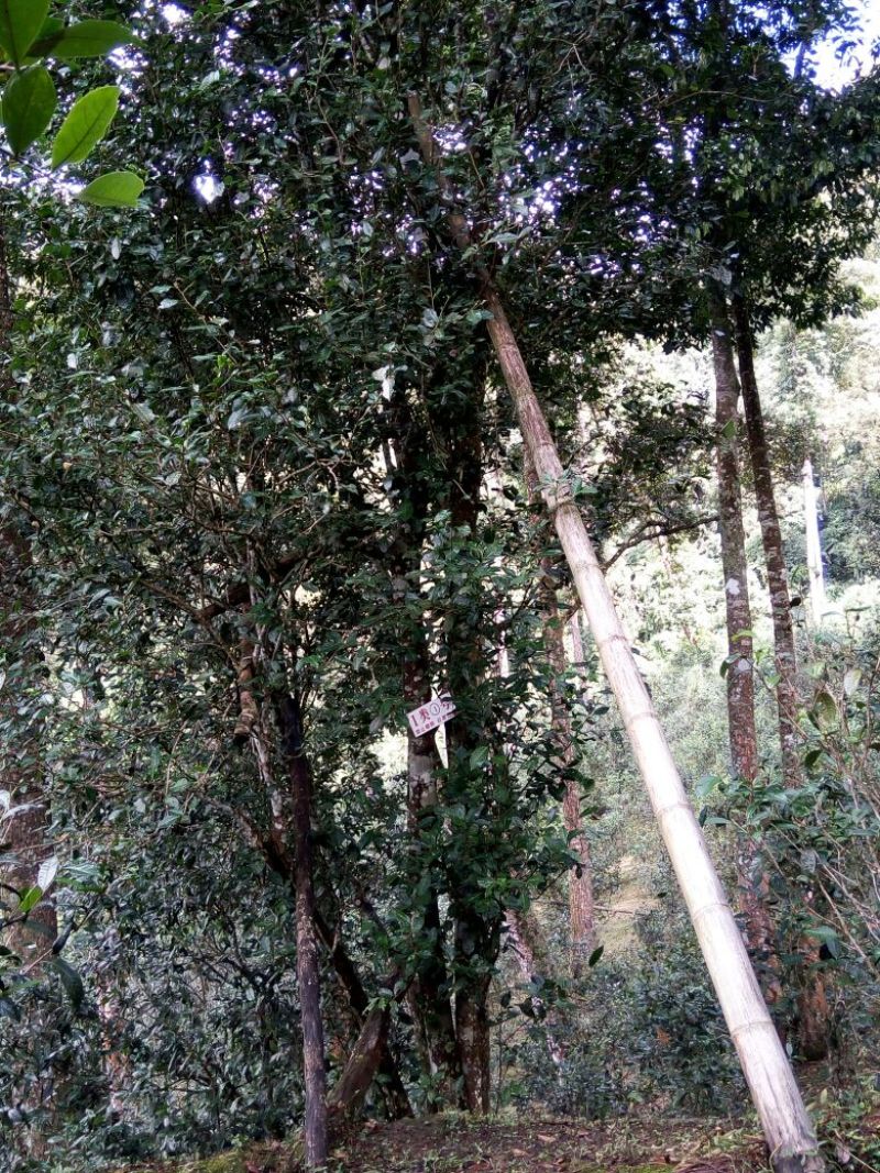 百年大树茶特级