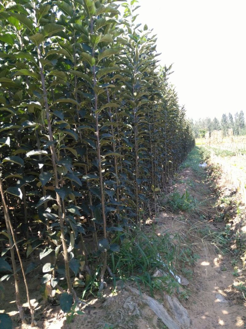 苹果树苗80cm以上