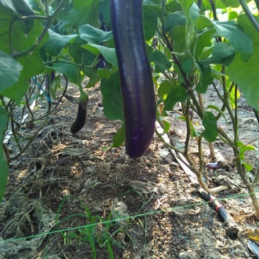 紫长茄3两以上个头均匀