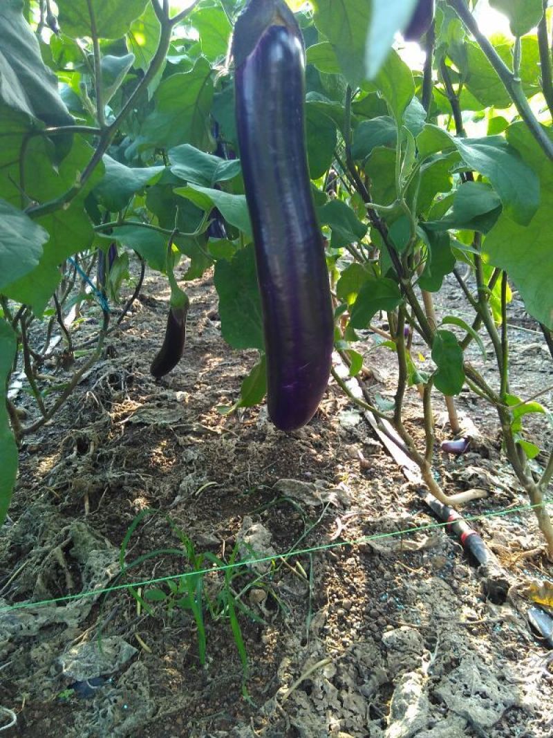 紫长茄3两以上个头均匀