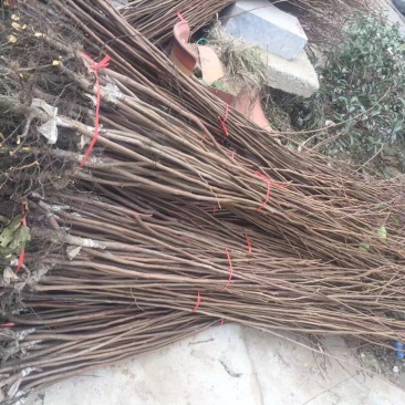柿子树苗自家育苗基地品种质量保证根系发达种植面积300亩
