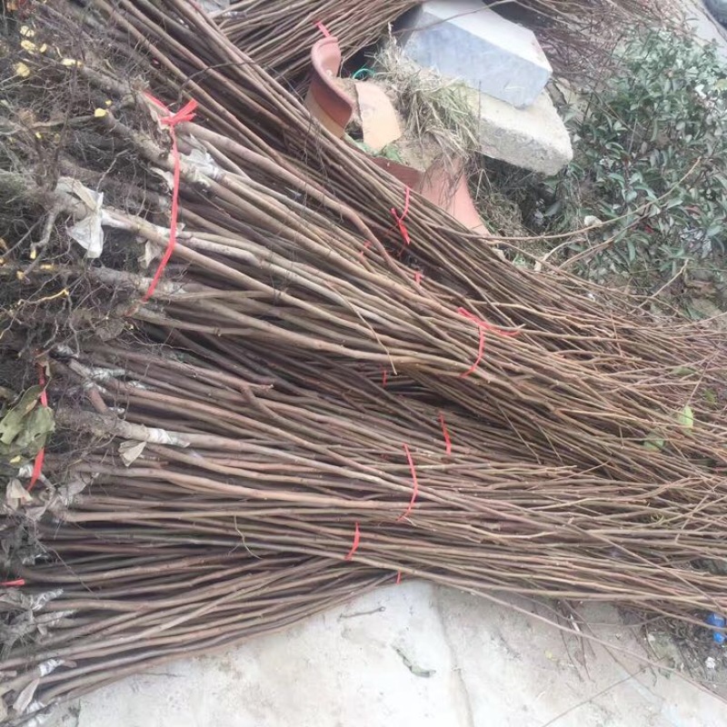 柿子树苗自家育苗基地品种质量保证根系发达种植面积300亩