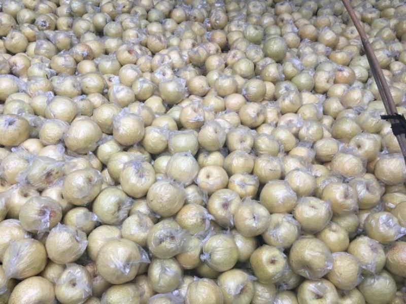 砀山梨