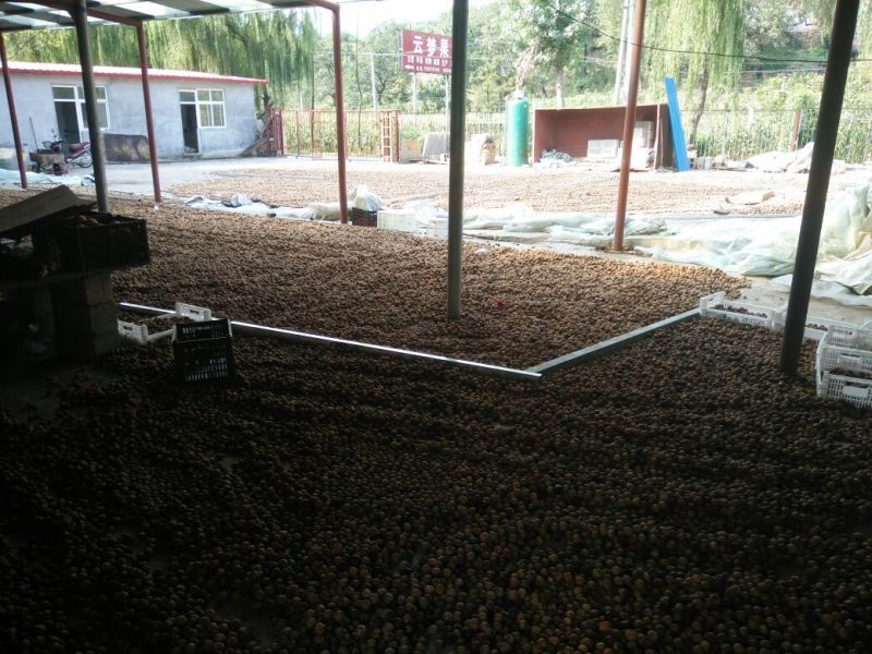 绵核桃30mm以上去皮