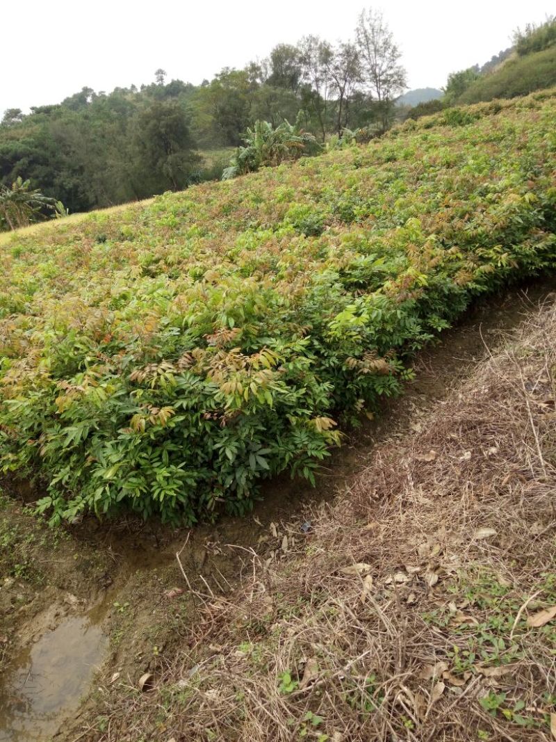 桂圆苗优良桂圆嫁接树苗，储良，石夹，四季龙眼