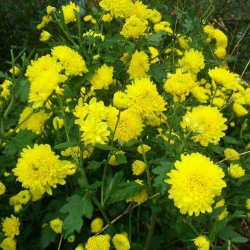菊花茶