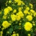 菊花茶