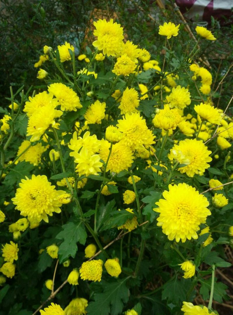 菊花茶