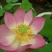 荷花40~50cm