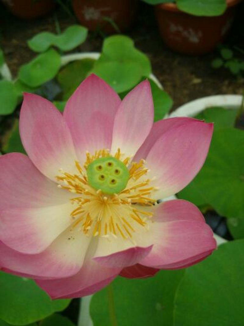 荷花40~50cm