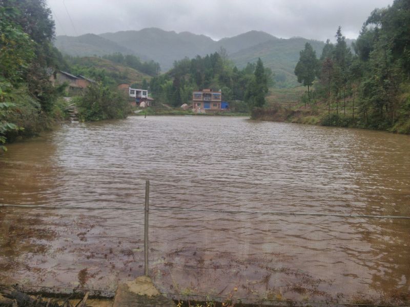 高背鲫
