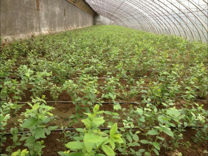 盆栽蓝莓苗四季蓝莓树苗南北方种植带花特大地栽阳台果树当年
