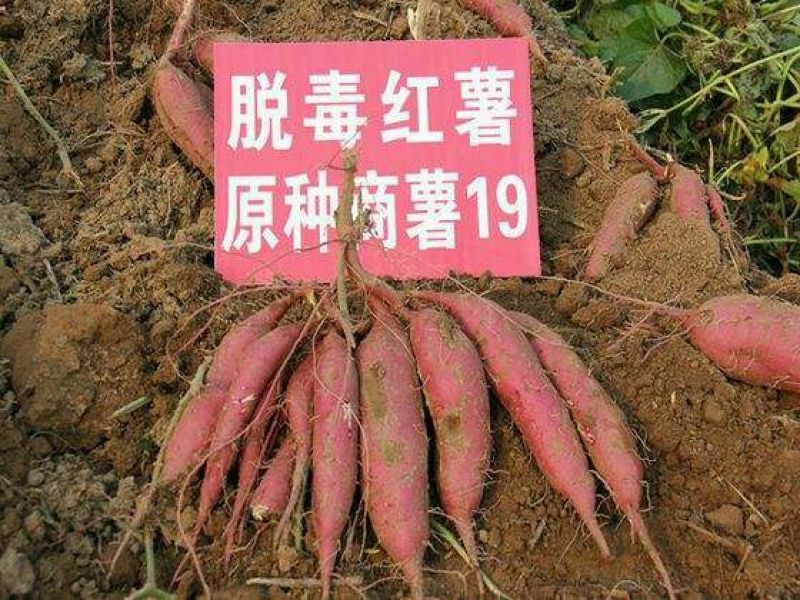 红薯苗地瓜苗山芋苗蜜薯苗西瓜红哈密苗，板栗薯红