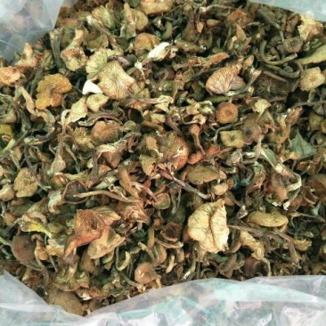 树秋菌一级