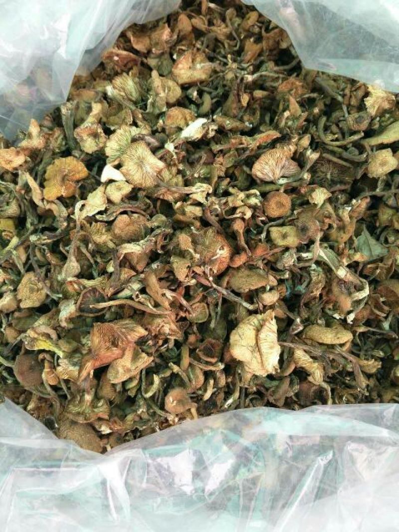 树秋菌一级