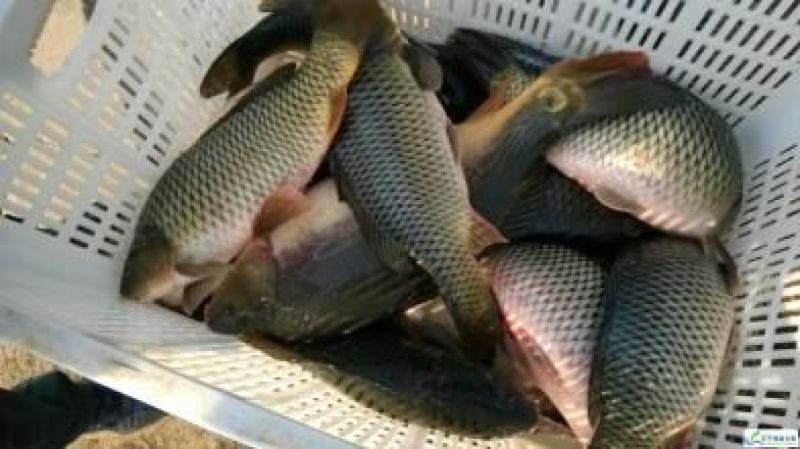 鲤鱼食用2~3公斤