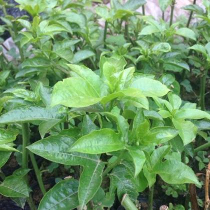 紫香1号百香果苗全国_批发_供应-一亩田农业网