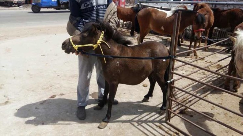 矮马100~200kg