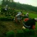 马尼拉草坪
