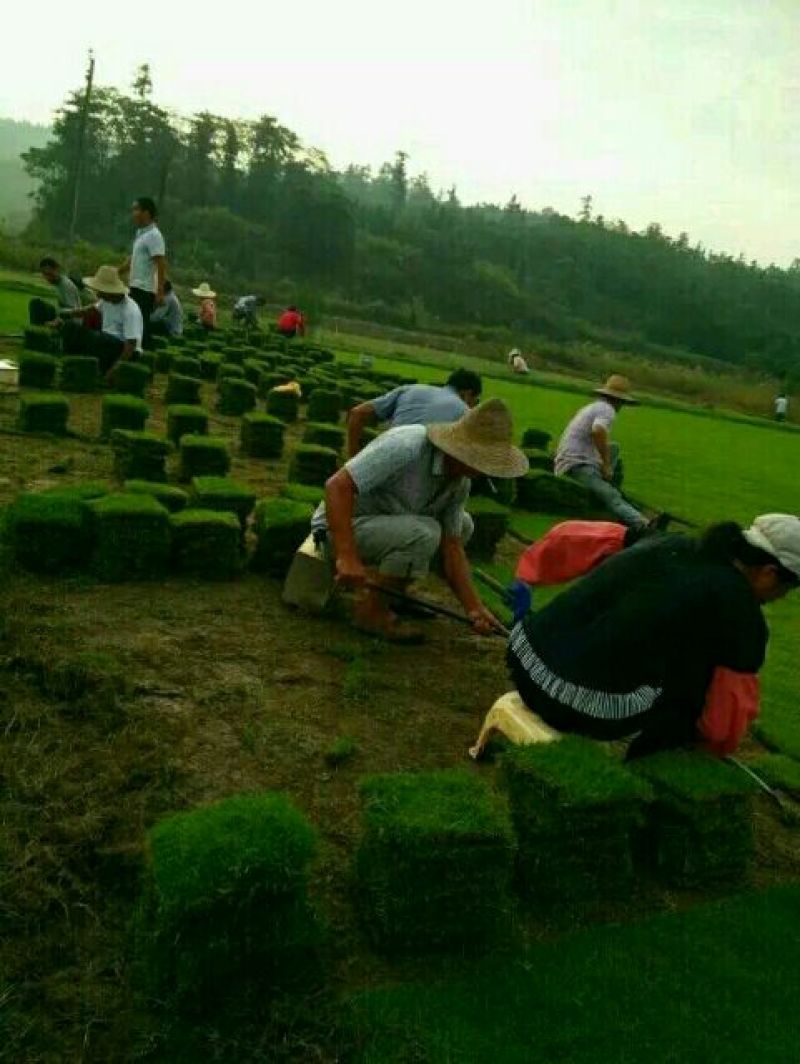 马尼拉草坪