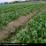 越冬菠菜15~20厘米