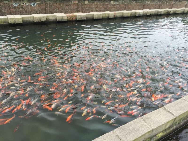 锦鲤