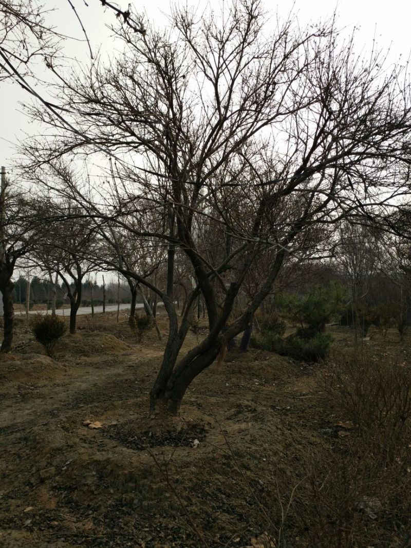 白丁香16~18cm12~14cm3.5~4米