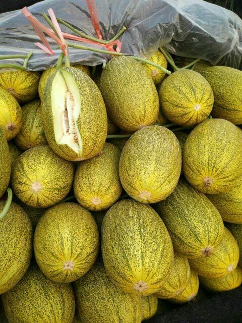 伽师瓜哈密瓜山东聊城市莘县_批发_供应-一亩