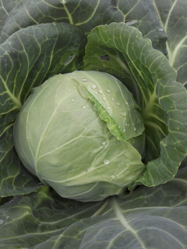 中甘21甘蓝山东青岛市平度市_批发_供应-一亩