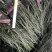 岷县当归苗，苗子均匀，无烂苗，每袋数量7千至1万苗