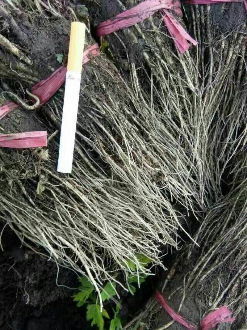 岷县当归苗，苗子均匀，无烂苗，每袋数量7千至1万苗