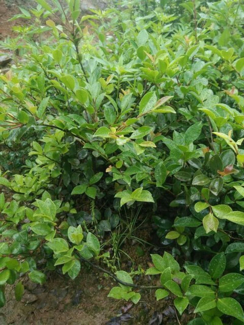 茶梅苗20~30cm