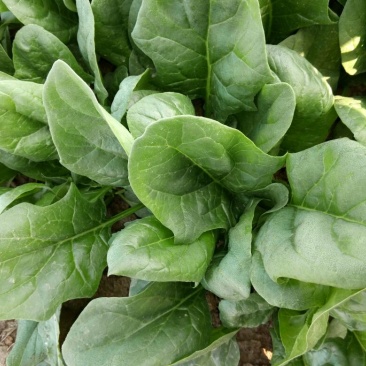 大叶菠菜15~20厘米
