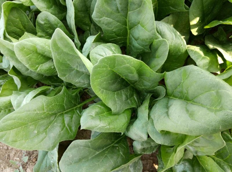 大叶菠菜15~20厘米