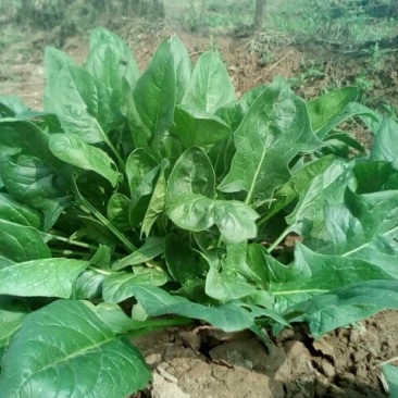 大叶菠菜25~30厘米