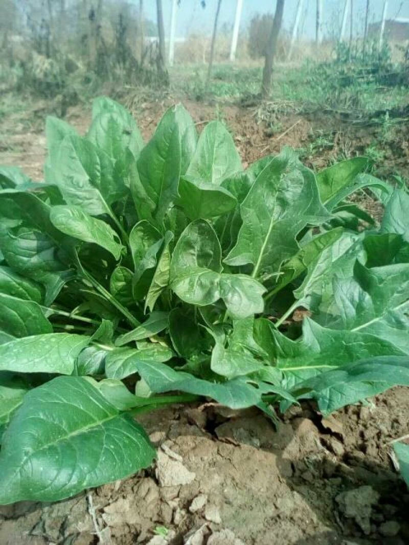 大叶菠菜25~30厘米
