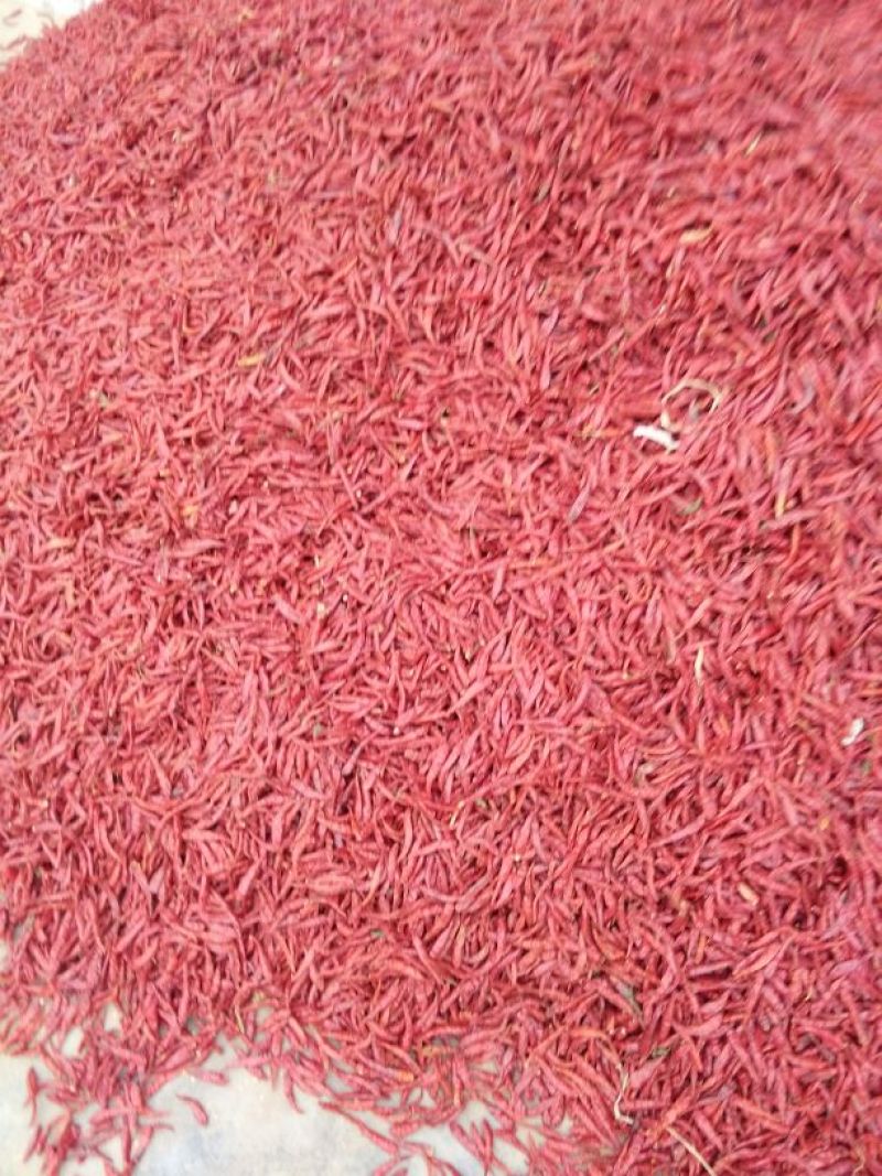 辣椒王5~10厘米特辣红产地直发量大优惠欢迎下单咨询
